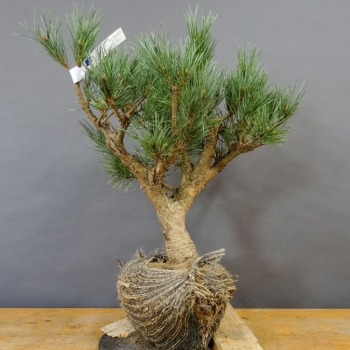 Silberkiefer - Pinus sylvestris 'Watereri' B2